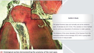 Kuttler’s Study
The apical foramen does not normally exit at the anatomic
apex. It deviates by 0.5–3 mm. This variation is more marked
due to continuous deposition of cementum in older patients.
The distance of the minor diameter of the foramen from the
cemental surface is at an average of 0.5 mm in young teeth
and 0.75 mm in mature teeth.
 