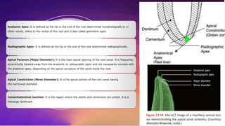 Anatomic Apex: It is defined as the tip or the end of the root determined morphologically or in
other words, refers to the vertex of the root and is also called geometric apex.
Radiographic Apex: It is defined as the tip or the end of the root determined radiographically.
Apical Foramen (Major Diameter): It is the main apical opening of the root canal. It is frequently
eccentrically located away from the anatomic or radiographic apex and not necessarily coincide with
the anatomic apex, depending on the apical curvature of the canal inside the root.
Apical Constriction (Minor Diameter): It is the apical portion of the root canal having
the narrowest diameter.
Cementodentinal Junction: It is the region where the dentin and cementum are united. It is a
histologic landmark.
 
