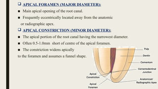 working length in endodontics , how to determine it | PPTX