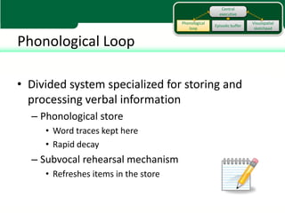 Central
                                                       executive

                                      Phonological                     Visuospatial
                                                     Episodic buffer
                                         loop                           sketchpad


Phonological Loop

• Divided system specialized for storing and
  processing verbal information
  – Phonological store
     • Word traces kept here
     • Rapid decay
  – Subvocal rehearsal mechanism
     • Refreshes items in the store
 