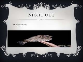 NIGHT OUT

 Ave nocturna
 