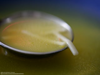 Mighty Elixir By Robert S. Donovan
http://www.ﬂickr.com/photos/booleansplit/2220774911/
 