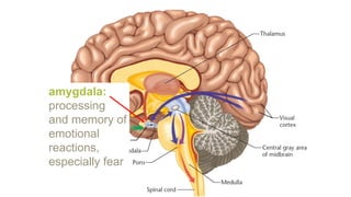 amygdala:
processing
and memory of
emotional
reactions,
especially fear
 