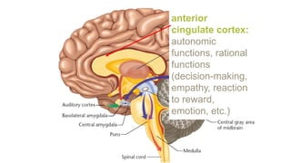 anterior
cingulate cortex:
autonomic
functions, rational
functions
(decision-making,
empathy, reaction
to reward,
emotion, etc.)
 