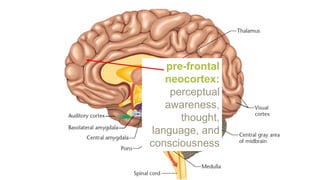 pre-frontal
neocortex:
perceptual
awareness,
thought,
language, and
consciousness
 
