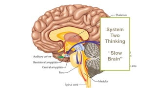 System
Two
Thinking
“Slow
Brain”
 