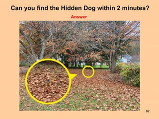 62
Answer
Can you find the Hidden Dog within 2 minutes?
 
