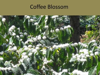 Coffee Blossom
 