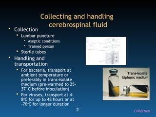 21
• Collection
 Lumbar puncture
• Aseptic conditions
• Trained person
 Sterile tubes
• Handling and
transportation
 For bacteria, transport at
ambient temperature or
preferably in trans-isolate
medium (pre-warmed to 25-
37°C before inoculation)
 For viruses, transport at 4-
8o
C for up to 48 hours or at
-70o
C for longer duration
Collecting and handling
cerebrospinal fluid
Trans-isolate
biphasic medium
Collection
 