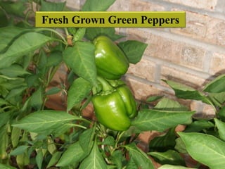 Fresh Grown Green Peppers
 