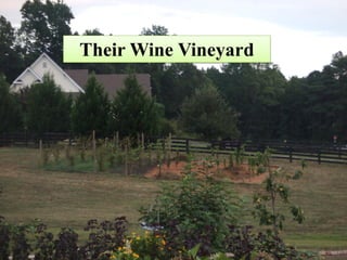 Their Wine Vineyard
 