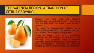 THE VALENCIA REGION. A TRADITION OF
CITRUS GROWING.
Despite the fact that the region’s
traditionally agricultural activity...
