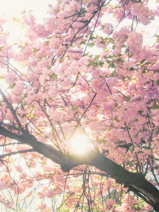 11horses- "a work record" by Per Zennström