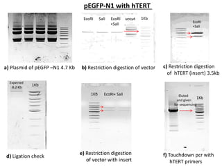 a) Plasmid of pEGFP –N1 4.7 Kb b) Restriction digestion of vector
EcoRI SalI EcoRI uncut
+SalI
1Kb
d) Ligation check
e) Restriction digestion
of vector with insert
f) Touchdown pcr with
hTERT primers
1Kb
1Kb
1Kb
c) Restriction digestion
of hTERT (insert) 3.5kb
pEGFP-N1 with hTERT
Eluted
and given
for sequencing
EcoRI
+SalI
Expected
8.2 Kb
EcoRI+ SalI
 