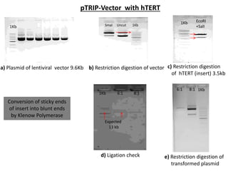 c) Restriction digestion
of hTERT (insert) 3.5kb
a) Plasmid of lentiviral vector 9.6Kb
1Kb
b) Restriction digestion of vector
1KbSmaI Uncut
1Kb
Conversion of sticky ends
of insert into blunt ends
by Klenow Polymerase
EcoRI
+SalI
pTRIP-Vector with hTERT
1Kb
d) Ligation check
Expected
13 kb
6:1 8:1
1Kb6:1 8:1
e) Restriction digestion of
transformed plasmid
 