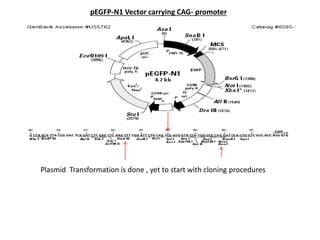 pEGFP-N1 Vector carrying CAG- promoter
Plasmid Transformation is done , yet to start with cloning procedures
 