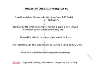 TRANSFECTION EXPERIMENT WITH pEGFP-N1
Plated 6 well plate ( having cells from 1 confluent T-25 flasks)
i.e f_25+Brain P₁₁
Next day added construct and lipofectamine in 2:1 to 3 wells ,2 wells
maintained as blank and one with only GFP.
Allowed the plate to be in serum free media for 4 hrs
After completion of 4 hrs added serum containing medium to the 3 wells
2 days later checked under fluorescence microscope
RESULT: High cell mortality , cells seen as transparent and floating
 