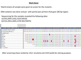 Total 8 strains of sample were given to screen for the mutants .
DNA isolation was done and pcr with partial parc primers that gave 186 bp region.
Work Done
After screening chose randomly 1312 (mutant) and 1353 (wild) for cloning purpose.
Sequencing for the samples revealed the following data:
a)1353,2047,2162,1323 (WILD)
b)1312,2051,2045,1378 (MUTANTS)
 