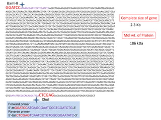 GGATCCATGAGCGAATCCCTCGATCTGAGCCTGGAAGGGGTCGAACGCCGGTCGTTGGCCGAGTTCACCGAGC
AGGCCTATCTGAACTATTCCATGTACGTGATCATGGACCGCGCCCTGCCGCATATCGGCGACGGCCTGAAACCGGTGCA
GCGACGCATCGTCTACGCCATGAGCGAACTGGGGCTGGATGCCGATTCCAAGCACAAGAAGTCGGCGCGCACCGTCG
GCGACGTGCTCGGCAAGTTCCACCCGCACGGCGACTCGGCCTGCTACGAGGCCATGGTGCTGATGGCGCAGCCGTTCT
CCTATCGCTATCCGCTGGTGGACGGCCAGGGCAACTGGGGGGCTCCGGACGATCCCAAGTCCTTCGCCGCCATGCGTT
ATACCGAGGCGCGCCTGTCGCGCTATTCCGAGGTGCTGCTCAGCGAACTGGGCCAGGGTACCGTGGACTGGGTACCGA
ACTTCGACGGCACCCTCGACGAGCCGGCCGTGCTGCCGGCCCGCCTGCCCAACCTGCTGCTCAACGGCACCACCGGCAT
CGCGGTGGGCATGGCCACCGACGTGCCGCCGCACAACCTGCGGGAAGTCGCGTCGGCCTGCGTGCGCCTGCTCGACC
AGCCGGGCGCGACGGTCGCCGAATTGTGCGAACACGTGCCGGGCCCGGACTTCCCCACCGAAGCCGAGATCATCACCC
CGCGCGCCGACCTGCAGAAGGTCTACGAGACCGGCCGCGGTTCGGTGCGCATGCGCGCGGTGTACCGCTTCGAGGAC
GGCGATATCGTCATCCACGCCCTGCCGCACCAGGTGTCCGGTTCCAAGGTGCTGGAACAGATCGCCGGGCAGATGCAG
GCCAAGAAGCTGCCGATGGTGGCCGACCTGCGCGACGAGTCGGACCACGAGAACCCGACCCGCATCGTCATCATCCCG
CGTTCGAACCGGGTCGATGTCGAAGAGCTGATGACCCATCTGTTCGCCACCACCGACCTGGAGACCAGCTACCGGGTC
AACCTGAACATCATCGGCCTCGACGGCAAGCCGGCAGTCAAGGACCTGCGCCAGTTGCTCTCGGAGTGGCTGCAGTTC
CGCATCGGCACCGTGCGTCGACGCCTGCAGTTCCGCCTGGACAAGGTCGAGCGCCGCCTGCATCTGCTGGATGGCTTG
CTGATCGCCTTCCTCAACCTCGACGAGGTGATCCACATCATCCGCACCGAGGACCAGCCCAAGGCGGTGCTGATGGAG
CGCTTCGAACTCAGCGAGGTGCAGGCCGACTACATCCTCGACACCCGCCTGCGCCAGTTGGCACGCCTGGAAGAGATG
AAGATCCGCGGCGAGCAGGAAGAGTTGCTGAAGGAGCAGAAGCGCCTGCAGACCCTGCTCGGCAGCGAGGCCAAGC
TGAAGAAGCTGGTGCGCGAGGAGCTGATCAAGGACGCCGAGACCTACGGCGACGACCGCCGTTCGCCGATCGTCGCC
CGCGCCGAGGCCCGCGCGCTGTCGGAAACCGAGCTGATGCCCACCGAACCGGTGACCGTGGTGCTCTCGGAAAAAGG
CTGGGTGCGTTGCGCCAAGGGCCACGACATCGACGCCGCCGGCCTCTCCTACAAGGCCGGCGACGGCTTCAAGGCCGC
CGCGCCGGGACGCTCGAACCAGTATGCGGTGTTCATCGACTCCACCGGGCGCAGCTACTCGCTGCCGGCCCACAGCCT
GCCGTCCGCGCGAGGCCAGGGCGAGCCACTCAGCGGCCGGCTGACGCCGCCGCCGGGGGCCAGCTTCGAATGCGTGC
TGCTGCCGGACGACGATGCGCTGTTCGTGATCGCTTCCGACGCCGGCTATGGTTTCGTGGTCAAGGGCGAGGACCTGC
AGGCCAAGAACAAGGCCGGCAAGGCCCTGCTCAGCCTGCCCAACGGCTCCGCCGTGGTGGCGCCGCGCCCGGTGCGC
GATGTGGAGCAGGATTGGCTGGCGGCCGTGACGACCGAGGGCCGTCTGCTATTGTTCAAGGTCTCCGACCTGCCGCAG
CTCGGCAAGGGCAAGGGCAACAAGATCATCGGCATCCCCGGCGAACGCGTGGCCAGCCGCGAGGAATACCTCACCGA
CCTGGCTGTTCTGCCAGCCGGGGCGACGTTGGTCCTGCAGGCCGGAAAGCGTACCCTGTCGCTCAAGGGCGACGACCT
GGAACACTACAAGGGGGAGCGAGGCCGGCGAGGCAACAAGCTGCCGCGCGGTTTCCAGCGCGTCGACAGCCTGCTG
GTGGATATTCCGCCACAGGATTGACTCGAGCACCACCACCACCACCACTGAGATCCGGCT
Forward primer
5’-tttGGATCCATGAGCGAATCCCTCGATCTG-3’
Reverse primer
5’-ttatCTCGAGTCAATCCTGTGGCGGAATATC-3’
Complete size of gene
2.3 Kb
Mol wt. of Protein
186 kDa
BamHI
XhoI
 