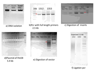 a) DNA isolation
L 1312 1353
b)Pcr with full length primers
2.5 kb
1kb 1312 1353
c) Digestion of inserts
1312 1312 1353 1353 1kb
Bam+Xho Uncut uncut Bam+Xho
d)Plasmid of Pet28
5.4 kb
e) Digestion of vector
Bam Xho Bam+Xho 1kb uncut
f) Ligation pcr
1312 1353 1kb
1kb Expected 2.3 kb
 