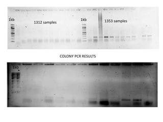 1kb
1kb
1312 samples 1353 samples
COLONY PCR RESULTS
1kb
 