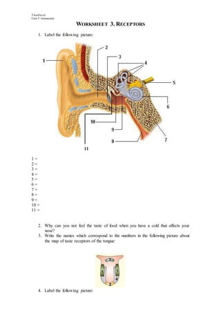 Thirdlevel
Unit 5. Interaction
WORKSHEET 3. RECEPTORS
1. Label the following picture:
11
1 =
2 =
3 =
4 =
5 =
6 =
7 =
8 =
9 =
10 =
11 =
2. Why can you not feel the taste of food when you have a cold that affects your
nose?
3. Write the names which correspond to the numbers in the following picture about
the map of taste receptors of the tongue:
4. Label the following picture: