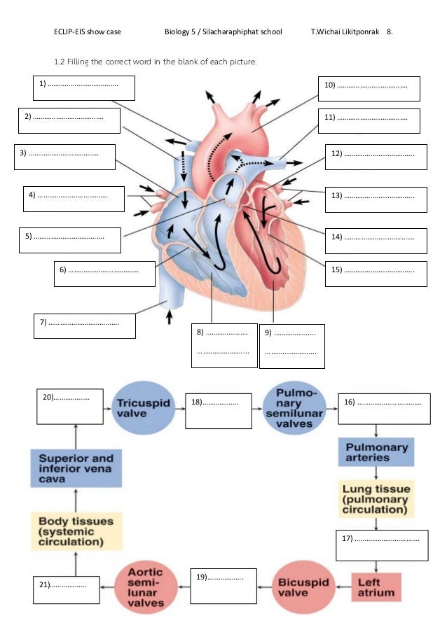 Printables Human Heart Worksheet worksheet human heart 2