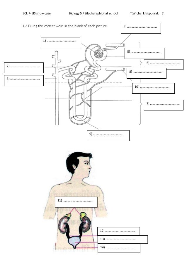 Worksheet human kidney