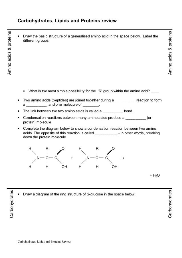 Worksheet Review Carbs Lipids Proteins worksheet-review-carbs-lipids-proteins