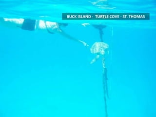 BUCK ISLAND - TURTLE COVE - ST. THOMAS
 