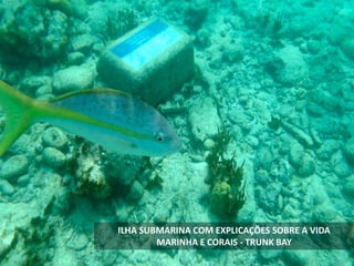 ILHA SUBMARINA COM EXPLICAÇÕES SOBRE A VIDA
MARINHA E CORAIS - TRUNK BAY
 