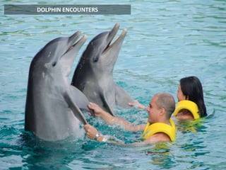 DOLPHIN ENCOUNTERS
 