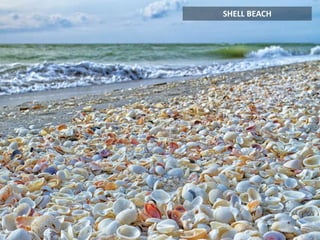 SHELL BEACH
 