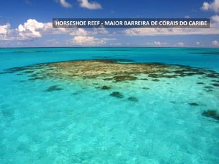 HORSESHOE REEF - MAIOR BARREIRA DE CORAIS DO CARIBE
 