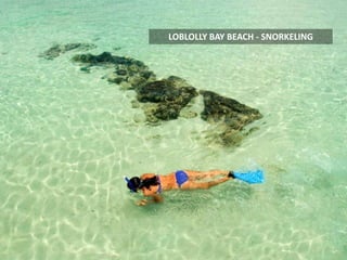 LOBLOLLY BAY BEACH - SNORKELING
 