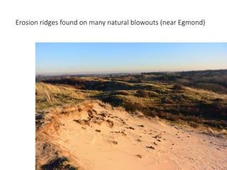 Erosion ridges found on many natural blowouts (near Egmond)
 