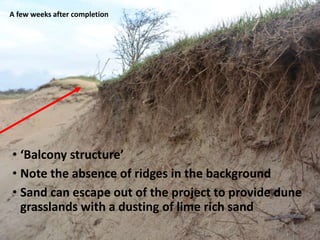 A few weeks after completion
• ‘Balcony structure’
• Note the absence of ridges in the background
• Sand can escape out of the project to provide dune
grasslands with a dusting of lime rich sand
 