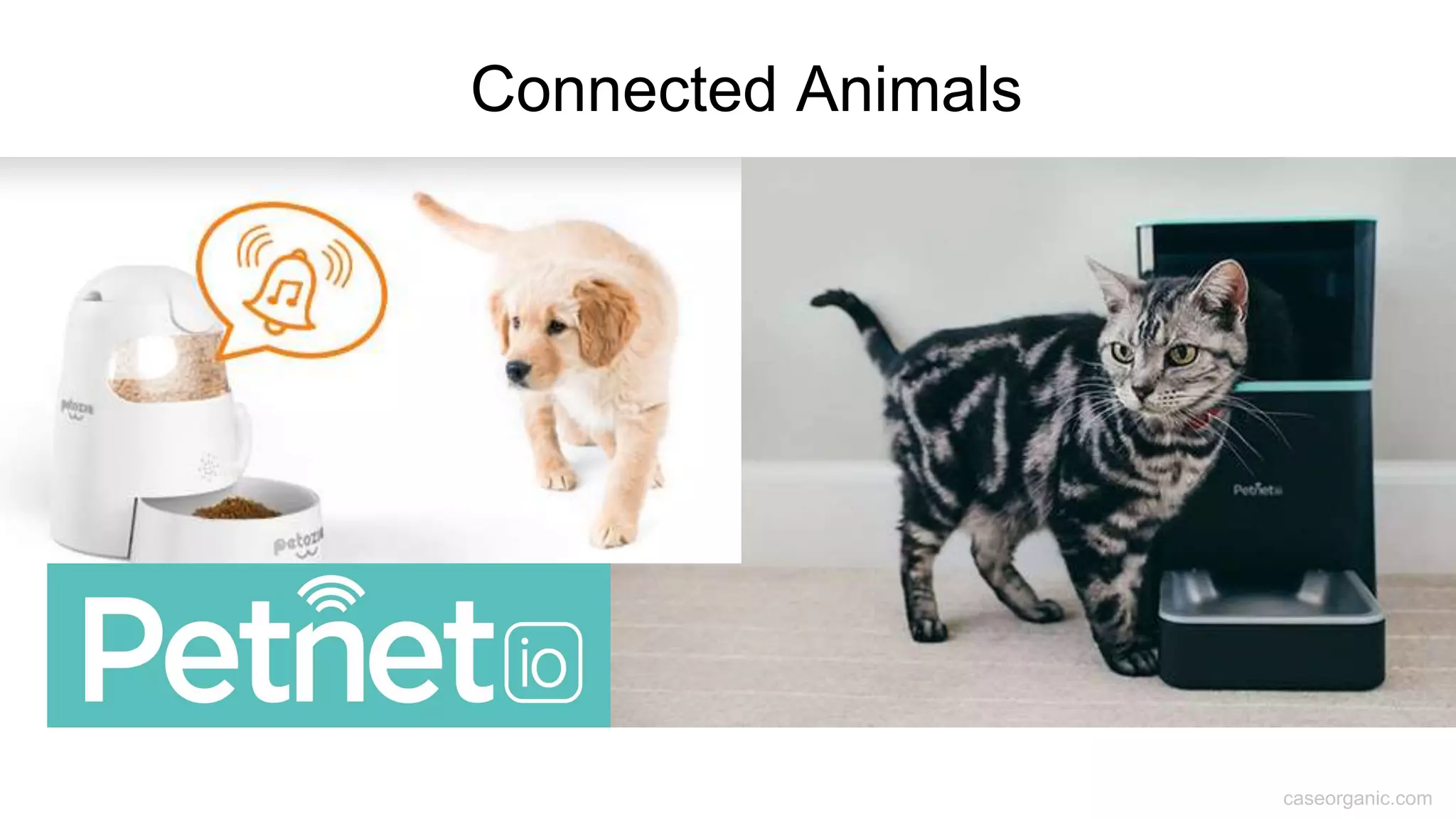 caseorganic.com
Connected Animals
 