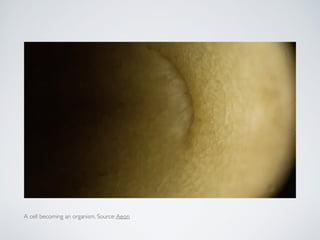 A cell becoming an organism. Source:Aeon
 