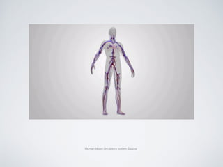 Human blood circulatory system. Source
 