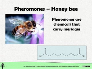 Pheromones – Honey bee This work is licensed under a Creative Commons Attribution-Noncommercial-Share Alike 2.0 UK: Englan...