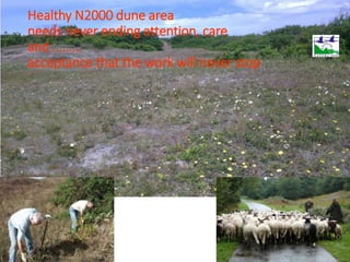 Healthy N2000 dune area
needs never ending attention, care
and ………
acceptance that the work will never stop
 