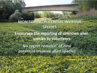 MONITORING POTENTIAL INVASIVE
SPECIES
Ludwigia grandiflora
 