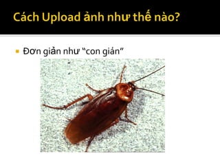    Đơn giản như “con gián”
 