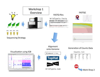 Visualiza1on	
  using	
  IGB	
  
FASTQ	
  ﬁles	
  
WildType1a.fastq
Work	
  Shop	
  2	
  
Workshop	
  1	
  
Overview	
   FASTQC	
  
Alignment	
  
onto	
  Genome	
  
$Command Line…
WildType1a.bam
Genera1on	
  of	
  Counts	
  Data	
  
Counts.txt
Sequencing	
  Strategy	
  
 