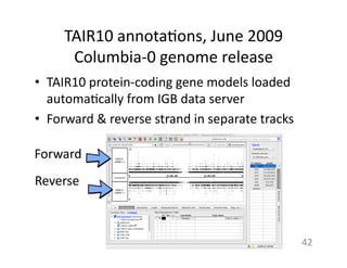 TAIR10	
  annota1ons,	
  June	
  2009	
  
Columbia-­‐0	
  genome	
  release	
  
•  TAIR10	
  protein-­‐coding	
  gene	
  models	
  loaded	
  
automa1cally	
  from	
  IGB	
  data	
  server	
  	
  
•  Forward	
  &	
  reverse	
  strand	
  in	
  separate	
  tracks	
  
42	
  
Forward	
  
Reverse	
  
 