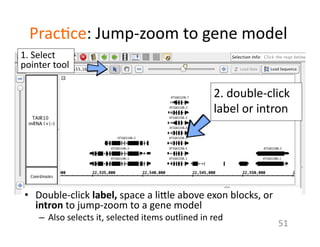 Prac1ce:	
  Jump-­‐zoom	
  to	
  gene	
  model	
  
•  Double-­‐click	
  label,	
  space	
  a	
  li7le	
  above	
  exon	
  blocks,	
  or	
  
intron	
  to	
  jump-­‐zoom	
  to	
  a	
  gene	
  model	
  
–  Also	
  selects	
  it,	
  selected	
  items	
  outlined	
  in	
  red	
  
51	
  
2.	
  double-­‐click	
  
label	
  or	
  intron	
  	
  
1.	
  Select	
  
pointer	
  tool	
  
 