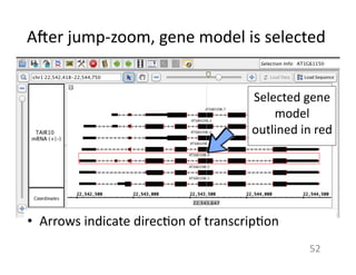 A{er	
  jump-­‐zoom,	
  gene	
  model	
  is	
  selected	
  	
  
•  Arrows	
  indicate	
  direc1on	
  of	
  transcrip1on	
  
52	
  
Selected	
  gene	
  
model	
  
outlined	
  in	
  red	
  
 