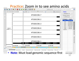 Prac1ce:	
  Zoom	
  in	
  to	
  see	
  amino	
  acids	
  
•  Note:	
  Must	
  load	
  genomic	
  sequence	
  ﬁrst	
  
57	
  
 