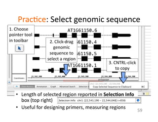 Prac1ce:	
  Select	
  genomic	
  sequence	
  
1.	
  Choose	
  
pointer	
  tool	
  
in	
  toolbar	
  
	
  
	
  
2.	
  Click-­‐drag	
  
genomic	
  
sequence	
  to	
  
select	
  a	
  region	
  
3.	
  CNTRL-­‐click	
  
to	
  copy	
  
•  Length	
  of	
  selected	
  region	
  reported	
  in	
  Selec$on	
  Info	
  
box	
  (top	
  right)	
  
•  Useful	
  for	
  designing	
  primers,	
  measuring	
  regions	
  
59	
  
 